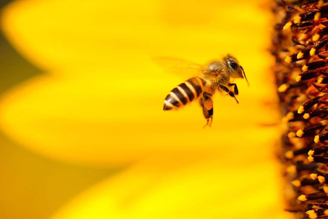 bee-sunflower
