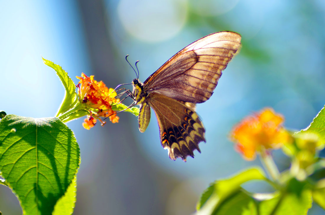 butterfly-orange-flower