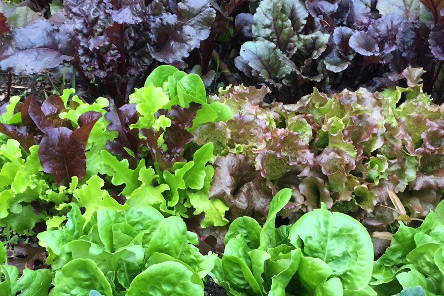 lettuces