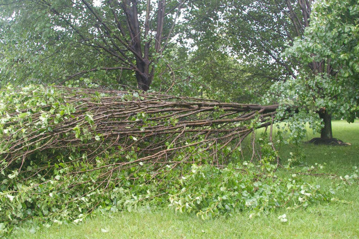 Bradford Pear Damage from Split