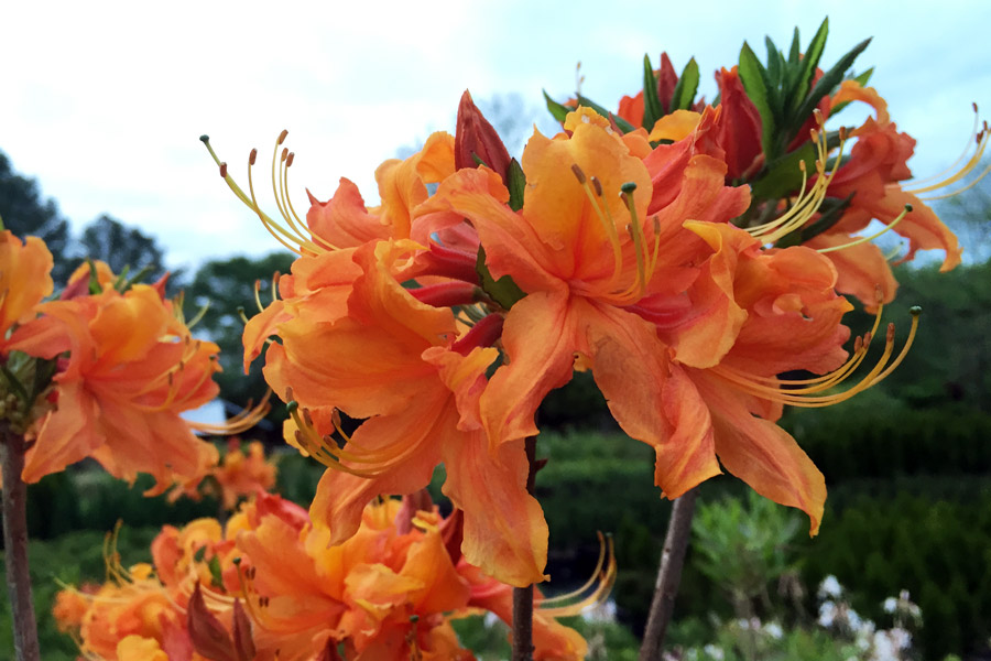 azalea-maplevalleynurseryllc