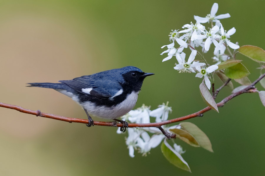 Serviceberry – Amelanchier