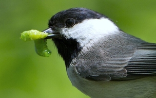 Carolina Chickadee