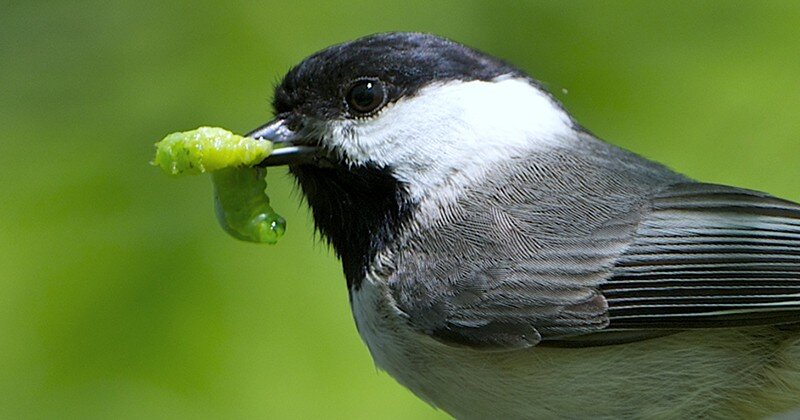 Carolina Chickadee by Doug Tallamy Carolina Chickadee