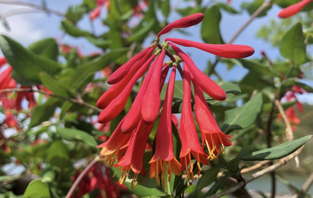 Honeysuckle Alabama Crimson wide