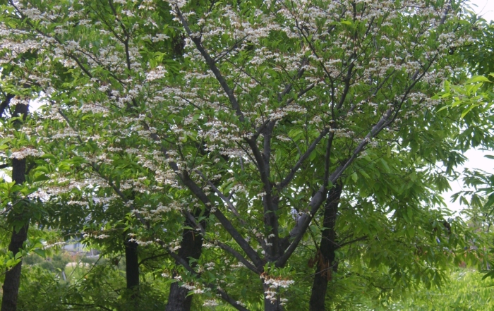 Japanese Snowbell, Styrax japonicus