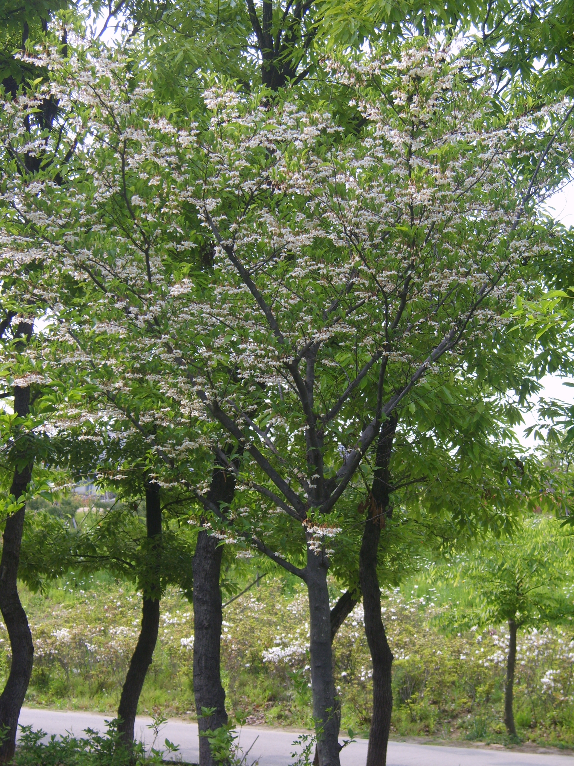 Japanese Snowbell, Styrax japonicus Japanese Snowbell, Styrax japonicus