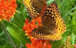 Butterfly Weed