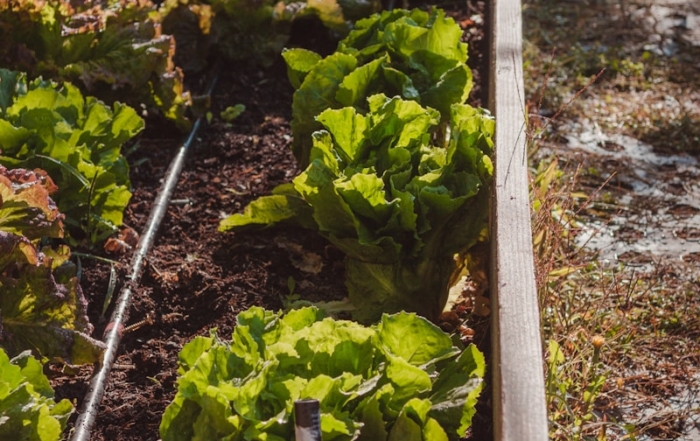 What to Plant in Your Vegetable Garden in January in Alabama