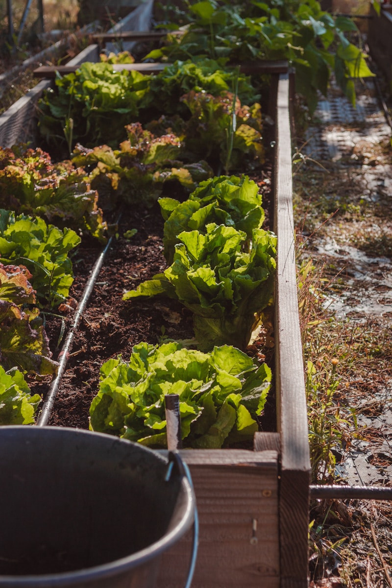 What to Plant in Your Vegetable Garden in January in Alabama What to Plant in Your Vegetable Garden in January in Alabama