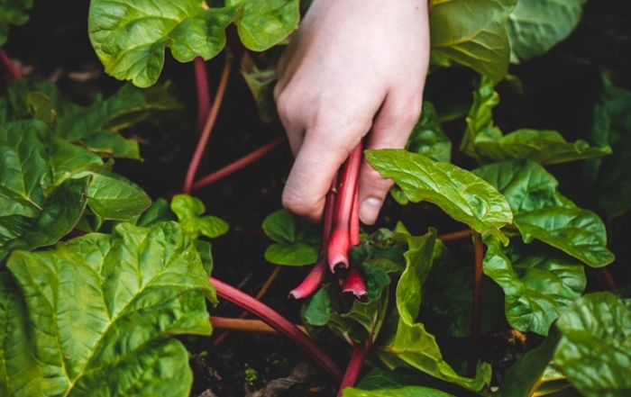 What to Plant in Your Vegetable Garden in February in Alabama