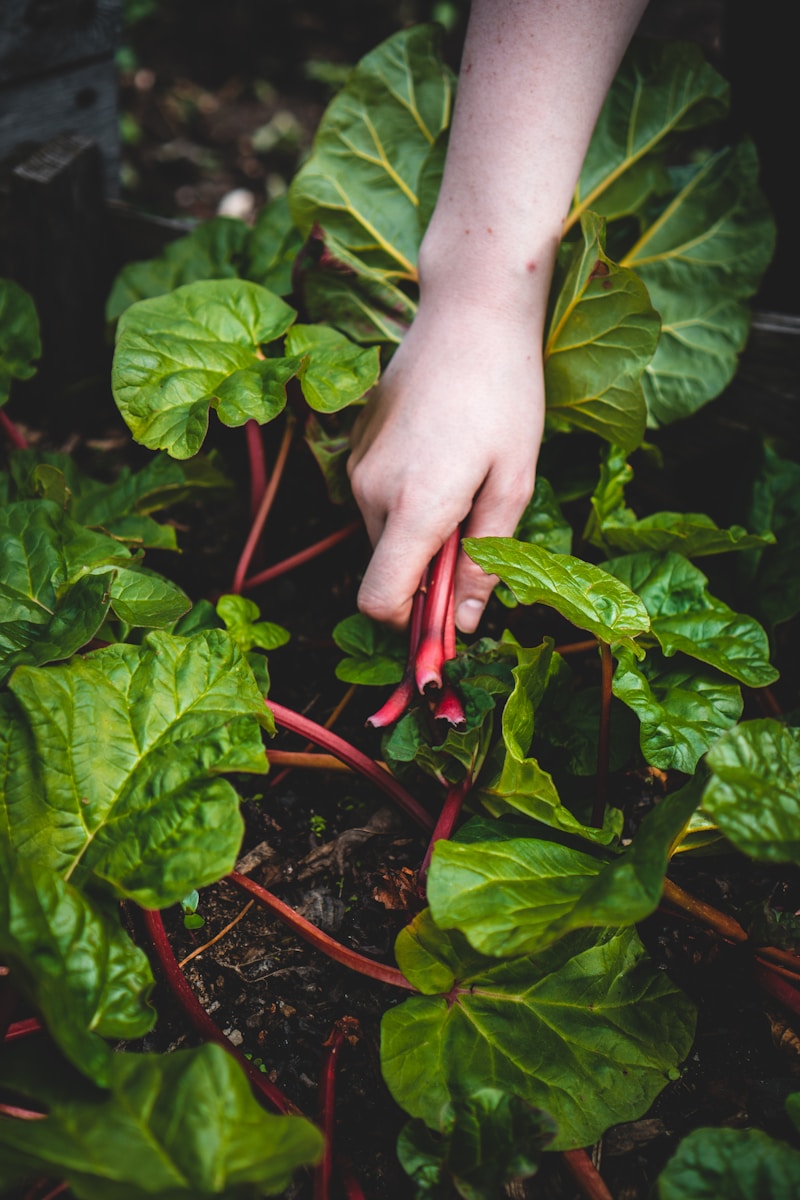 What to Plant in Your Vegetable Garden in February in Alabama What to Plant in Your Vegetable Garden in February in Alabama