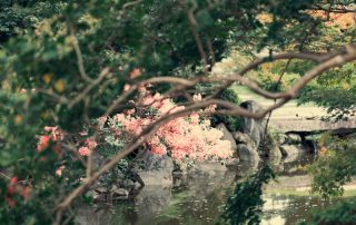 Japanese Crepe Myrtle