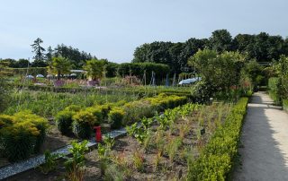Vegetable Garden in September
