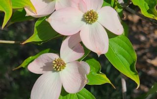 Dogwoods in Alabama Landscapes: Plant Once, Enjoy for Generations