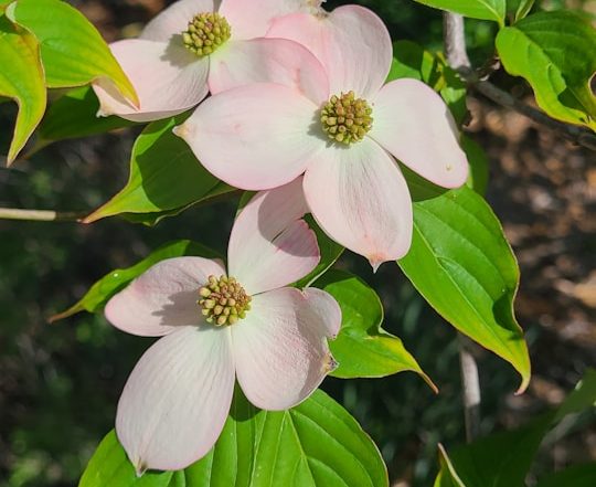 Dogwoods in Alabama Landscapes: Plant Once, Enjoy for Generations
