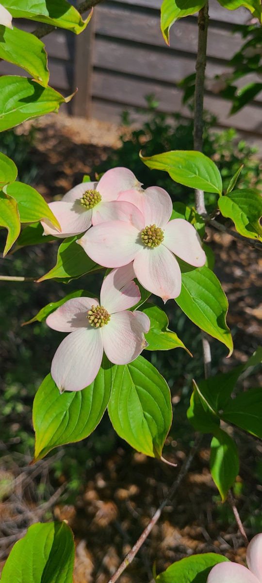 Dogwoods in Alabama Landscapes: Plant Once, Enjoy for Generations Dogwoods in Alabama Landscapes: Plant Once, Enjoy for Generations