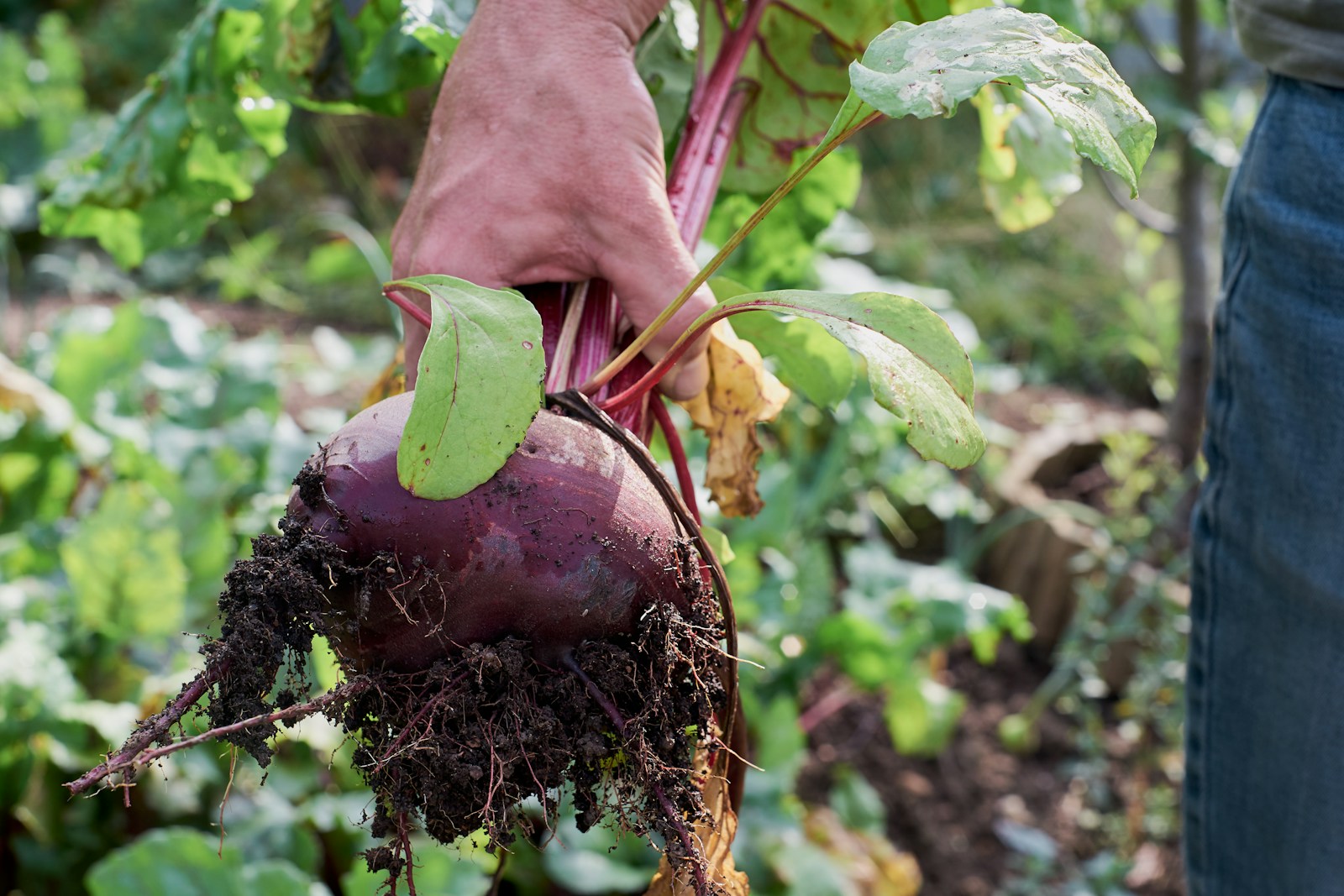 October Vegetable Gardening in Alabama: Plant Now, Harvest Soon October Vegetable Gardening in Alabama: Plant Now, Harvest Soon