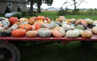 November Vegetable Gardening in Alabama: Cool Days, Steady Harvests